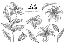 Set Of Lily Flower And Leaf Hand Drawn Botanical Illustration With Line Art On White Backgrounds.