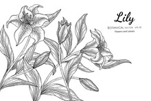 Lily Flower And Leaf Hand Drawn Botanical Illustration With Line Art On White Backgrounds.