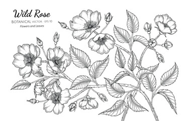 Wall Mural - Wild rose flower and leaf hand drawn botanical illustration with line art on white backgrounds.