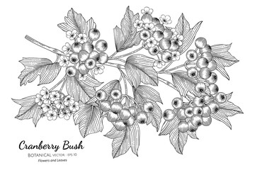 Wall Mural - American cranberrybush fruit hand drawn botanical illustration with line art on white backgrounds.