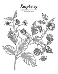 Wall Mural - Raspberry hand drawn botanical illustration with line art on white backgrounds.