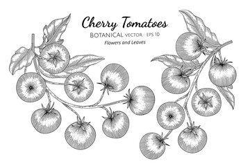 Wall Mural - Cherry tomato hand drawn botanical illustration with line art on white backgrounds.