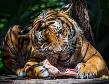 Portrait Of Tiger Eating Meat At Zoo