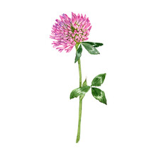 Watercolor Drawing Red Clover Flower