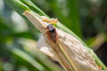 Huge Cicada Sit On A Corn Leaf