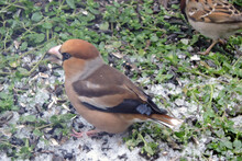 A Portrait Of A Male Hawfinch On The Ground And Eating Sunflower Seeds, Snow On The Green Grass
