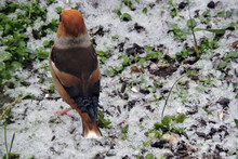 A Portrait Of A Male Hawfinch On The Ground And Eating Sunflower Seeds, Snow On The Green Grass
