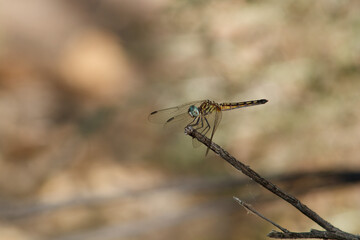 Bright yellow striped dragonfly