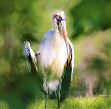 Wood Stork Wing Out In Oldsmar Park