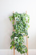 Group of philodendron brasil potted house plants growing on a ladder leaning against a wall.