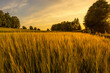 © Ronny - Getreide Feld Sonnenuntergang warmes Licht