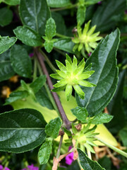 flower of a plant