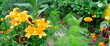 Lilly flowers growing in garden