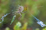 Fototapeta Tulipany - Beautiful spider feasting grasshopper on a spider web . Beautiful spider on a spider web 