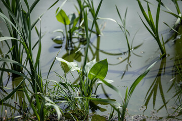 Wall Mural - green grass in the water