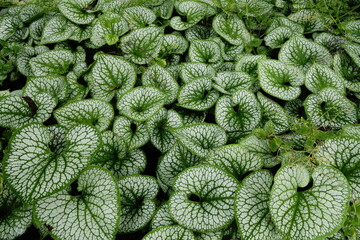 Green leaves with a pattern