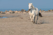 White Horse Running on the Beach, Kicking up Sand