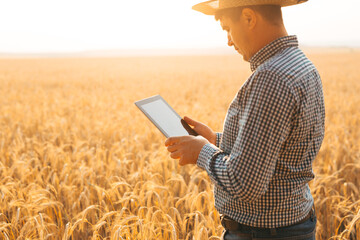 Farmer checking the field of cereals and sends data to the cloud from the tablet. Smart farming and digital agriculture concept.