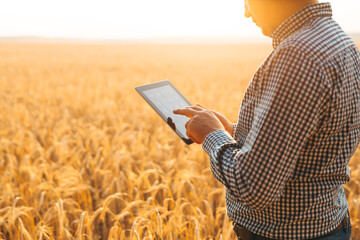 Caucasian farmer checking wheat field progress with tablet using internet. Agriculture and harvesting concept. 