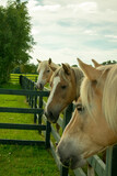 Fototapeta Konie - three Palomino horses lined up for feeding