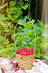 Wall Mural - Ripe red currants in a small wicker basket on a stool in the garden.