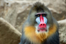 Portrait Of A Male Mandrillus Monkey