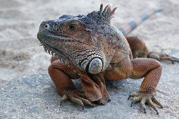 Wall Mural - iguana on a sand ground