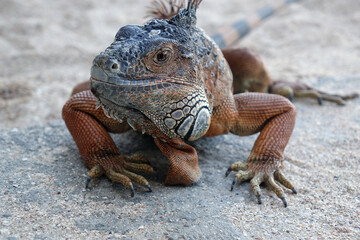 Wall Mural - iguana on a sand ground