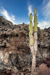 Wall Mural - Candelabra Cactus Jasminocereus thouarsii Isabela Island Galapagos Islands 