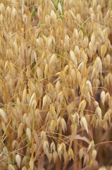 Oats in the field