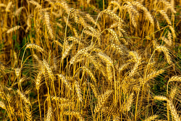 grain glow golden in the summer