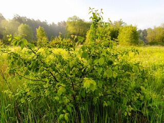 Wall Mural - closeup image of a bush on a summer field