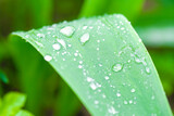 Fototapeta Tęcza - closeup image of raindrops on grass