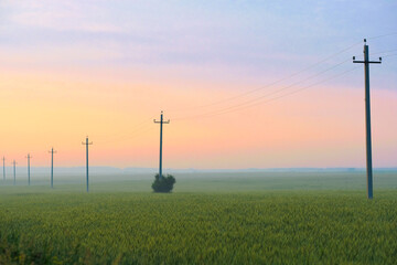 Wall Mural - image of a power line on a field at sunset in summer