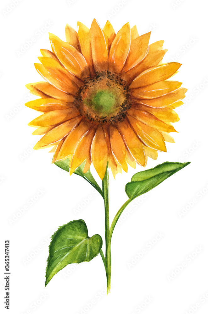 Hand drawn watercolor illustration of yellow sunflower isolated on ...