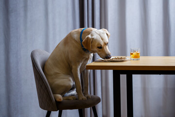 Cute dog eats food from a plate. Labrador is sitting on a chair at the table and eating dog food