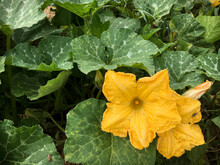 Organic Yellow Pumpkin Flower In Summer Time