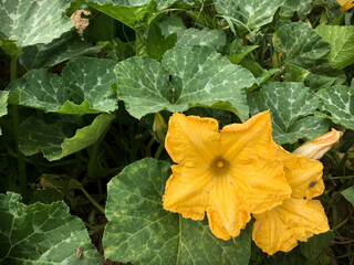 Organic yellow pumpkin flower in summer time