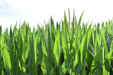 Wall Mural - Corn Plants