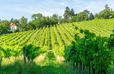 Vineyard rows of the City of Vienna Austria