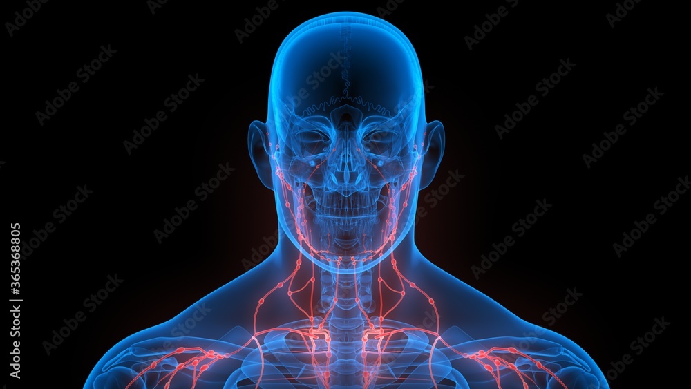 Human Internal system Lymph Nodes Anatomy Stock Illustration | Adobe Stock