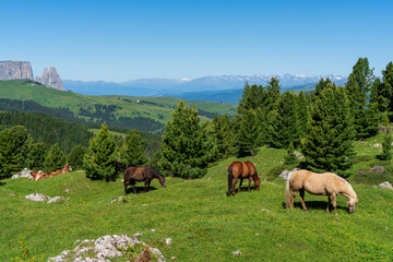 Wall Mural - Cows and horses graze in an alpine meadow on a slope among fir trees in the mountains, italy dolomiti