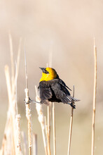 Yellow Headed Blackbird In An Awkward Position In Reeds At A Nature Study Area Wetland