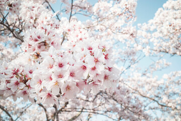 青空と満開の美しい桜（米子市湊山公園）
