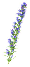 Echium Isolated On White. High Inflorescence Of Blue Bright Flowers.