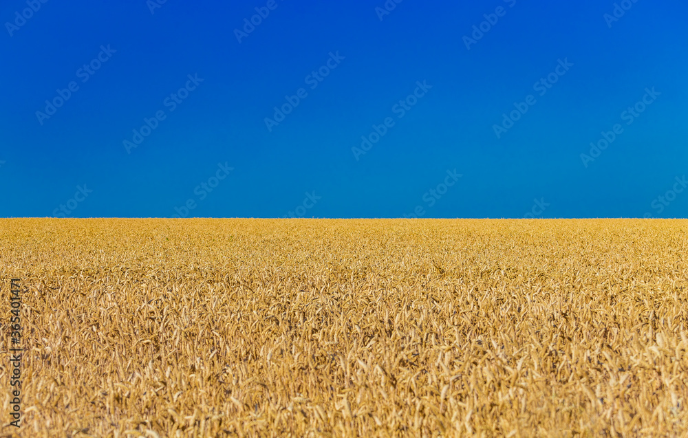 Closeup of harvest of ripe golden wheat rye ears under a clear blue sky ...