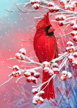Winter Christmas Background, Red Cardinal Bird Sits On Snowy Branches, Berries, Leaves In The Snow, Evening Lighting.