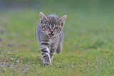 Fototapeta Koty - portrait of sweet tabby kitten. felis silvestris catus. tabby kitten in the garden