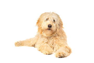 Golden Doodle dog