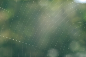 Poster - Cobweb or spider's web against a natural background, Dew drops on a spider .